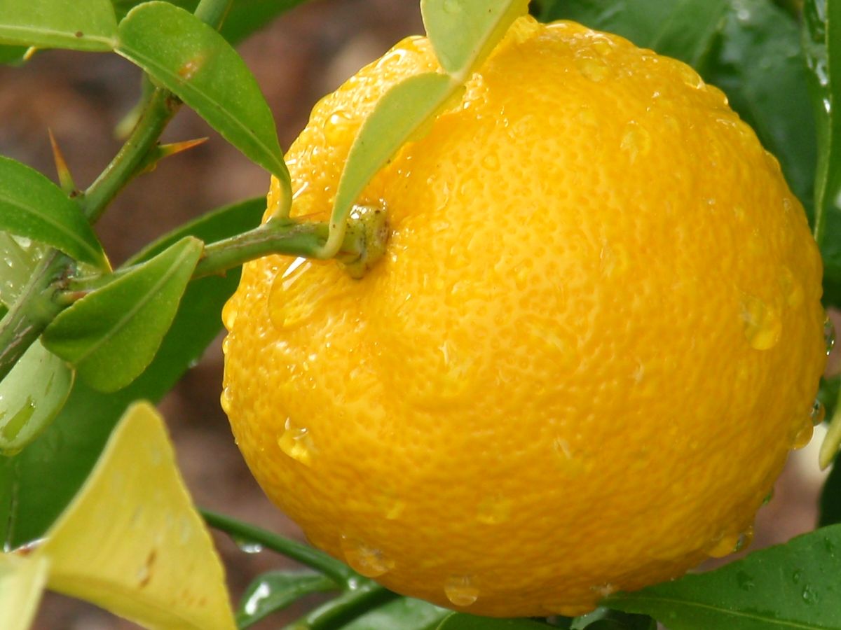 Citrus aurantium